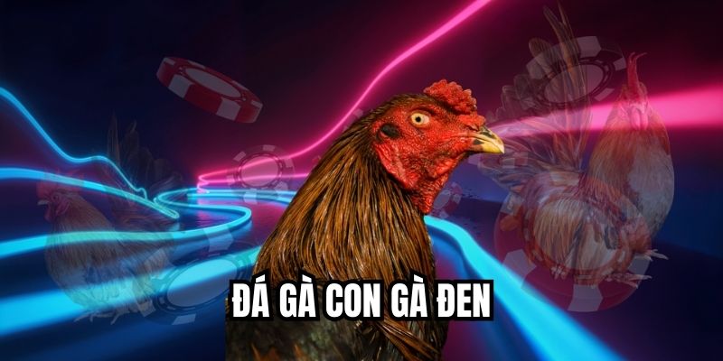 Đá Gà Con Gà Đen Thu Hút Người Xem Từ Pha Đầu Tiên Đá gà con gà đen