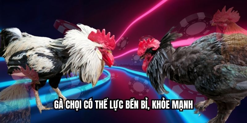 Đá Gà Con Gà Đen Thu Hút Người Xem Từ Pha Đầu Tiên Gà chọi có thể lực bền bỉ, khỏe mạnh