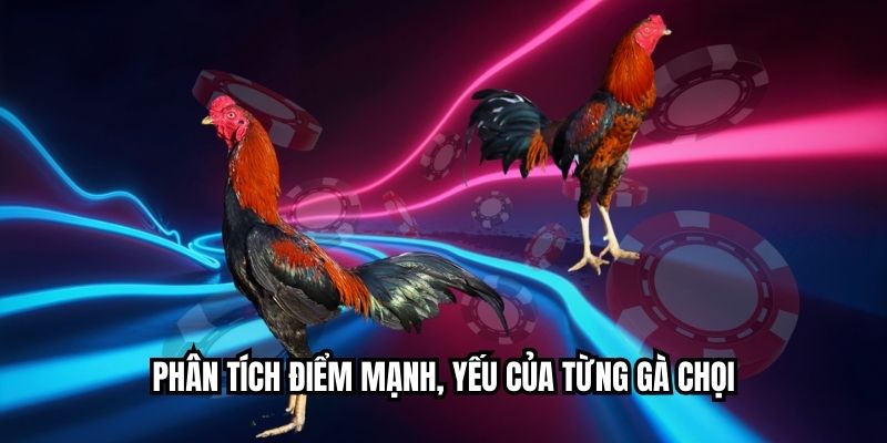 Đá Gà Con Gà Đen Thu Hút Người Xem Từ Pha Đầu Tiên Phân tích điểm mạnh, yếu của từng gà chọi